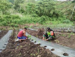 Peran Aktif Babinsa 09/ Ketol Bantu Petani Menanam Cabe