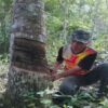 Karet di Sumatera Barat: Sumber Pendapatan Utama dan Tantangan Petani