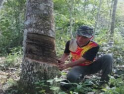 Karet di Sumatera Barat: Sumber Pendapatan Utama dan Tantangan Petani