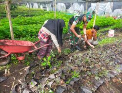 Lestarikan Lingkungan Hidup Babinsa Dampingi Warga Menanam Bibit Alpukat