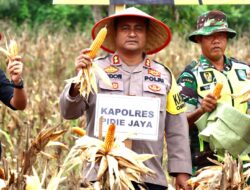 Kapolres Pidie Jaya Hadiri Panen Jagung Perdana Program I’M Jagung Kodim 0102 Pidie Tahun 2023