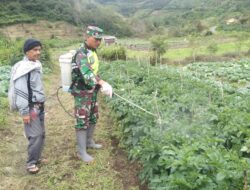 Cegah Hama, Babinsa Dampingi Petani Penyemprotan Insektisida