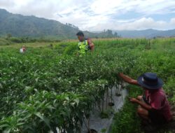 Sukseskan Ketahanan Pangan Babinsa Bantu Petani Memanen Cabe