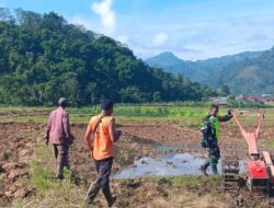 Dukung Ketahanan Pangan, Babinsa Dampingi Petani Bajak Sawah