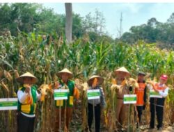 Wakil Bupati Sijunjung H.Iradatillah, S.Pt. Hadir PeLaksanakan Panen Perdana Tanaman Jagung Milik Mustahik Binaan UPZ Lapas Kelas II B Muaro