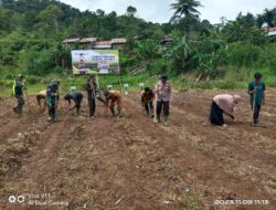 Tingkatkan Ketahanan Pangan, Koramil 09/ Ketol Tanam Jagong PerdanaTahap II