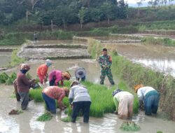 Patut Dicontoh, Babinsa Koramil 10/Celala Terjun Langsung Bantu Petani Padi