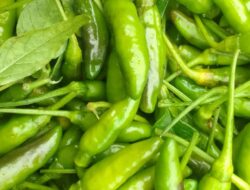 Kabar Baik Untuk Petani Cabe Di Prediksi Jelang Desember Harga Melabung Tinggi ini penyebab nya!!