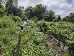 Babinsa Koramil 09/ Ketol Dampingi Petani Memanen Cabe