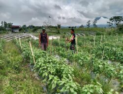 Berikan Motivasi, Babinsa Melaksanakan Komsos Dengan Petani Cabe