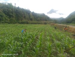 Jajaran Babinsa Kodim 0119/BM Berjibaku IM Jagung