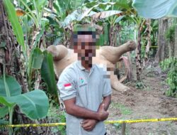 Polisi Amankan Pelaku Kematian Gajah tersengat Listrik di Pidie Jaya
