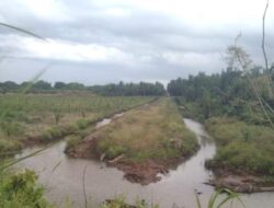 Banjir Rendam Lahan Petani Air Bangis Pasbar, Pemkab Lakukan Mediasi dan Tinjau Lapangan