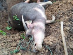 Harga Kurban Menjelang Idul Adha di Aceh Tengah dan Bener Meriah, Secara Signifikan drastis, Harga Meningkat