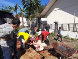 Warga Pasar Simpang Tiga Kecamatan Bukit Antusias Melaksanakan Ibadah Qurban di Hari Ke -3