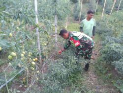 Sambangi Petani, Babinsa Berikan Motivasi Dan Semangat