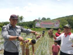 Bupati Sijunjung Benny Dwifa Yuswir, SSTP, M.Si Sutan Gumilang Melakukan Panen Bawang Merah di Nagari Mundam Sakti