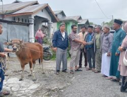 Sarhamija.SE. Ketua DPD Partai NasDem Bener Meriah Serahkan Satu Ekor Sapi Kepada Masyarakat Kampung Jungke