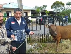 Sarhamija.SE Serahkan 1 Ekor Sapi Kepada Masyarakat Desa Syura Jadi