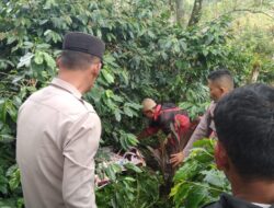 Warga Kampung  Sukarame Terkejut Menemukan Mayat Di Kebun Kopi