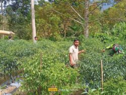 Babinsa Koramil 02/Bebesen Bantu Warga Minimalkan Dampak  Serangan Virus Pada Tanaman Cabai