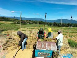 Dukung Ketahan Pangan, Babinsa 03/TG Bantu Petani Panen Padi.