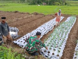 Babinsa Bantu  Petani, Optimalkan Pertumbuhan Tanaman Bawang