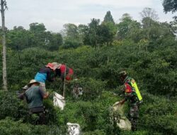 Petani Tersenyum, Babinsa Bantu Panen Cabe Merah