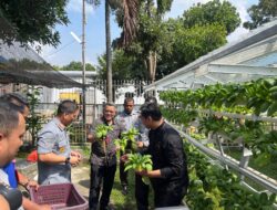 Karutan Kelas I Medan Panen Sawi Hidroponik Bersama GM Hotel Grand Mercure.
