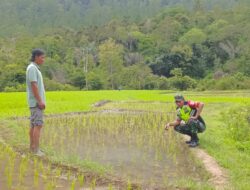 Pantau Perkembangan Padi Babinsa Koramil 05/Linge Turun ke Sawah