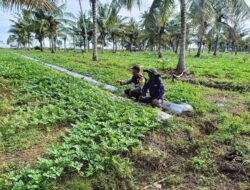 Jangan Biarkan Lahan Kosong! Polsek Trienggadeng Ajak Warga Wujudkan Swasembada Pangan