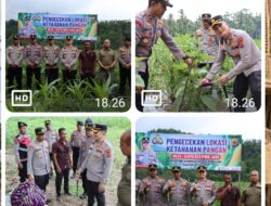 Dukung Swasembada Pangan, Kapolres Pidie Jaya Tinjau Lahan Jagung dan Panen Terong Bersama Petani