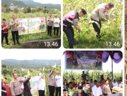 Panen Raya Jagung Serentak Tahap I Di Bener Meriah Dukung Ketahanan Pangan Nasional