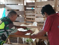Dukung Ketahan Pangan, Babinsa Sambangi Peternak Kambing