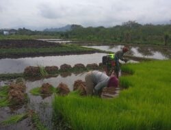 Tak Segan Babinsa Turun Kesawah Bantu Petani Cabut Bibit Padi Siap Tanam