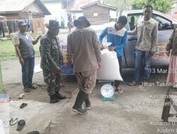 Babinsa Koramil 01/Lut Tawar Dampingi Penyerapan Gabah Oleh Bulog Dari Petani