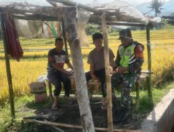 Bulan Ramadhan, Babinsa Manfaatkan Waktu Sambangi Petani Padi