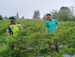 Agar Hasil Memuaskan, Babinsa Dampingi Petani Merawat Cabai Terkena Hama