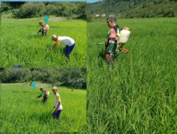Babinsa Bantu Warga Semprot Hama Tanaman Padi