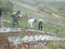 Tahan Pangan: Peran Aktif Babinsa Koramil 03/ Pegasing Bantu Cabut Rumput di kebun Cabai