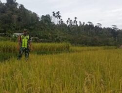 Padi Sudah Menguning, Babinsa Pantau Persawahan