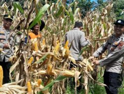Panen Raya Jagung di Bandar Baru, Polsek Tunjukkan Komitmen Nyata Dukung Ketahanan Pangan Nasional