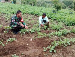 Berikan Motivasi, Babinsa Komsos Bersama Petani Kentang