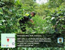 Ketahanan Pangan, Motivasi Babinsa Koramil 03/Pegasing Bantu Masyarakat Merawat Cabe