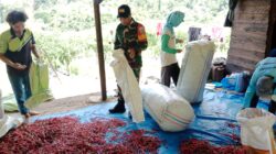 Wujud Kepedulian Babinsa, Bantu Petani Panen Cabe Merah Di Wilayah Binaan