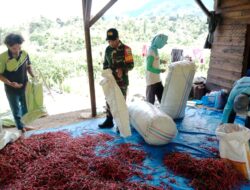 Wujud Kepedulian Babinsa, Bantu Petani Panen Cabe Merah Di Wilayah Binaan