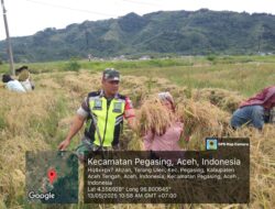 Ketahan Pangan, Babinsa Bantu Memotong Padi di Desa Terang Ulen