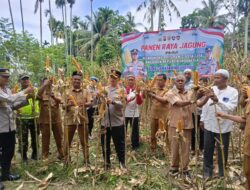 Kolaborasi Petani dan Polri: Kapolres Pidie Jaya Pimpin Panen Raya Jagung untuk Wujudkan Kemandirian Pangan