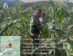 Babinsa Memberikan Motivasi dan Saran Kepada Petani Cara Merawat Tanaman Jagung Yang Baik