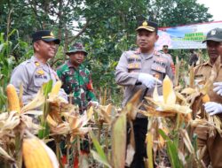 Kapolres Bener Meriah Hadiri Panen Raya Jagung Dukung Ketahanan Pangan Nasional
